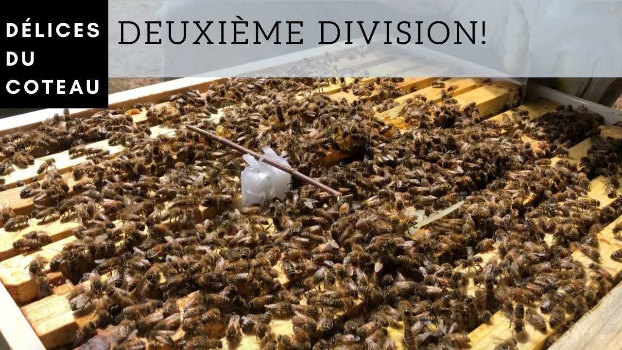 Diviser une ruche début mai au Québec (partie 2)