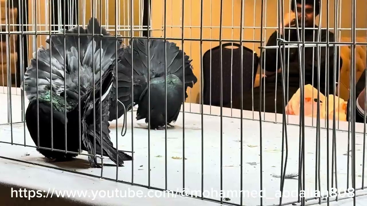 Final refereeing: Fantail Saudi Club Champion Black hen 16/1/2026 #birds #pigeon 