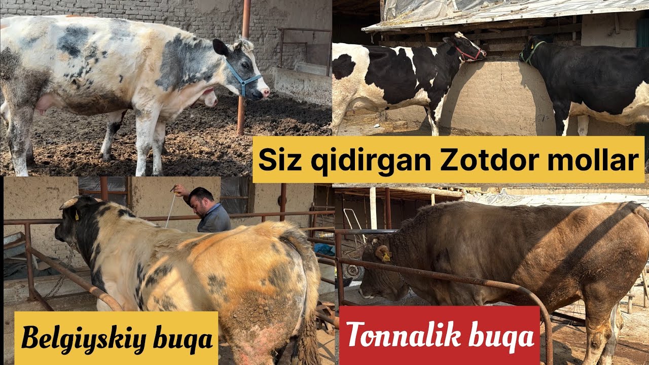 🇧🇪Belgiyskiy Golishten Friz  Germane 🇩🇪Shved buqalar hamda buġoz sigirlar sõraganlarga 