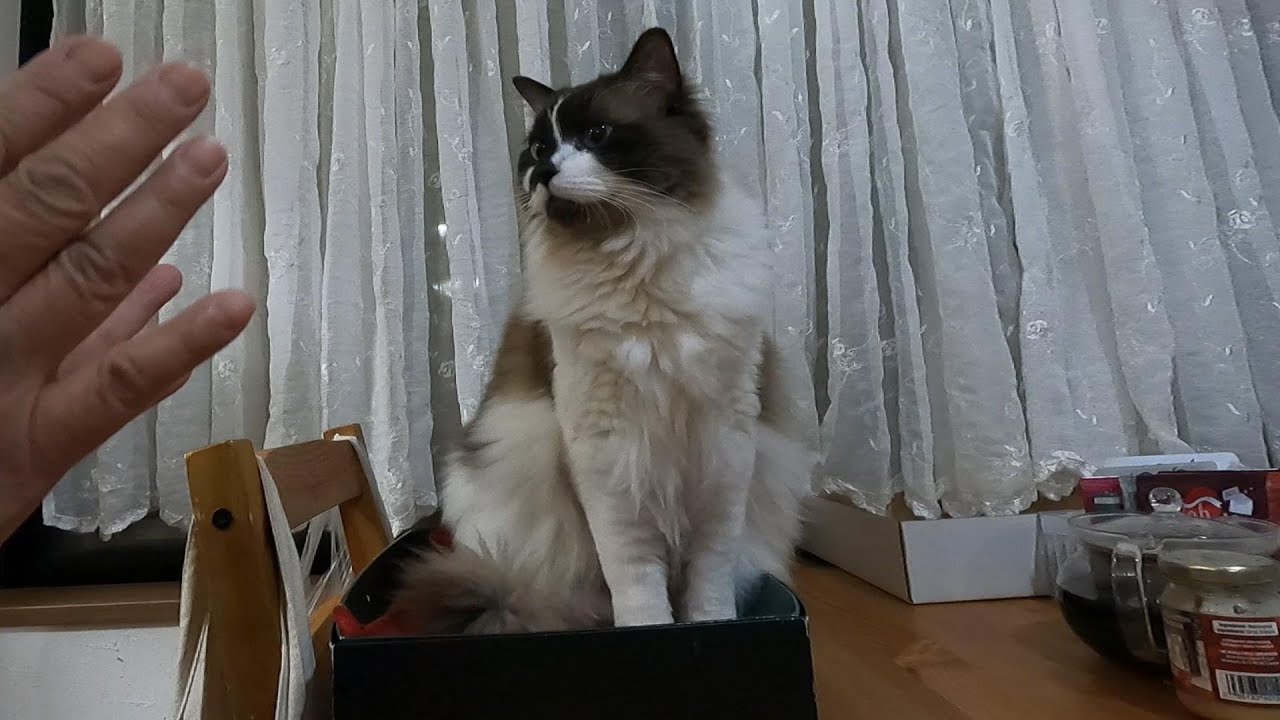 らん丸の３歳の誕生日をお祝いしました。　#グリンとグランの陽だまり日記　#猫