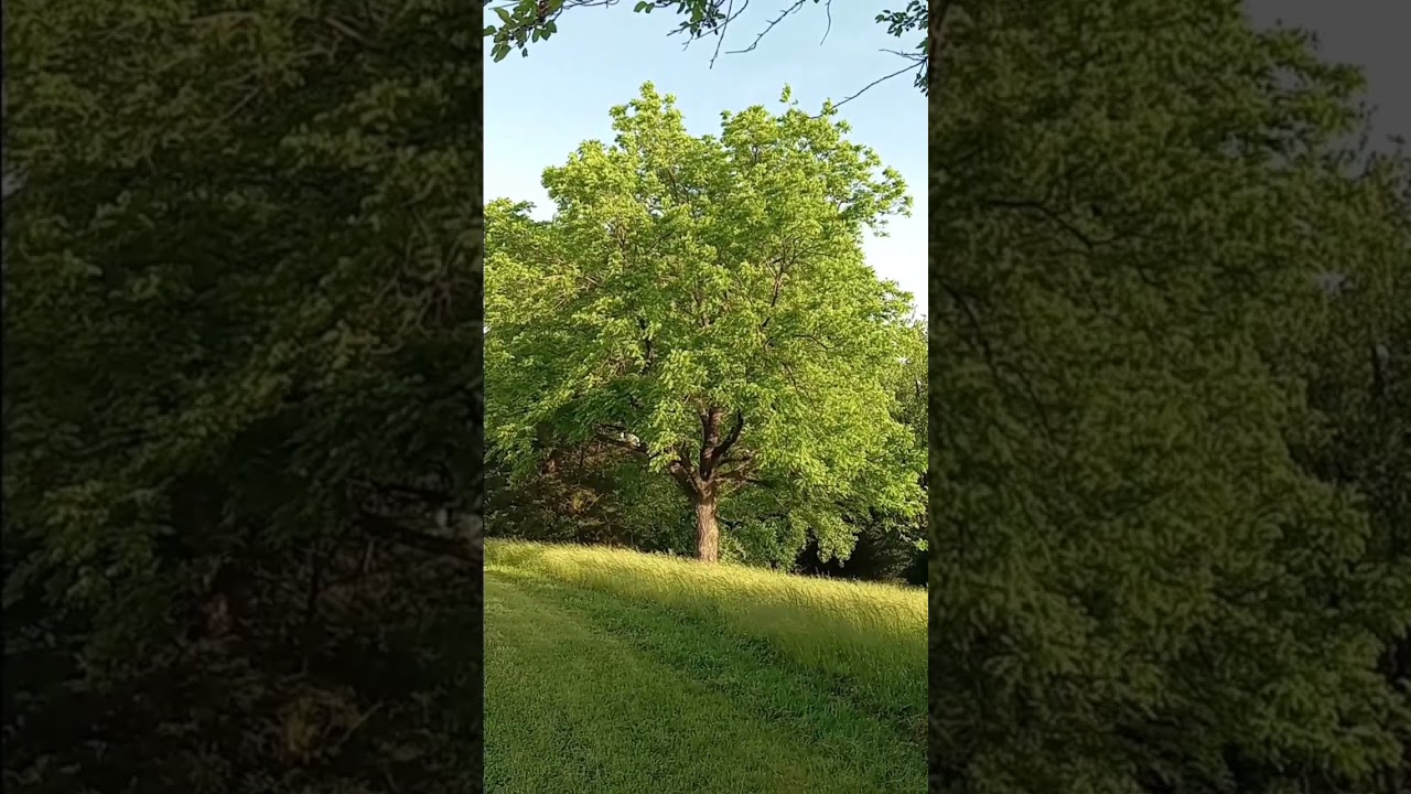 Morning Walk #asmr #nature #calm #birdsounds #walkinthemorning