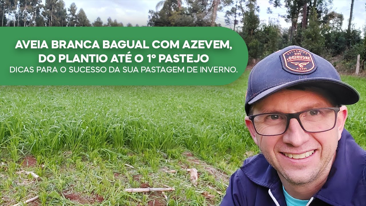 Aveia Branca Bagual e Azevem-Do plantio até o 1º Pastejo, dicas para o sucesso da sua pastagem(v63)