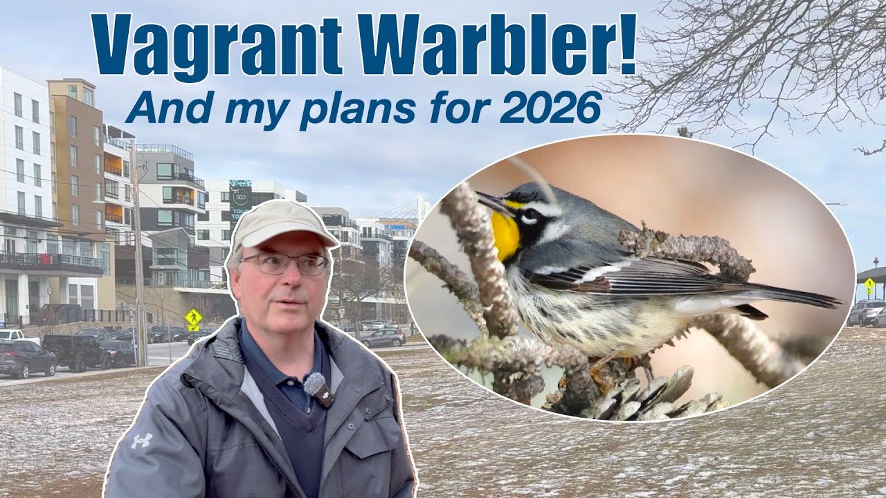 Начинаем 2026 год с наблюдения за залетной славкой!