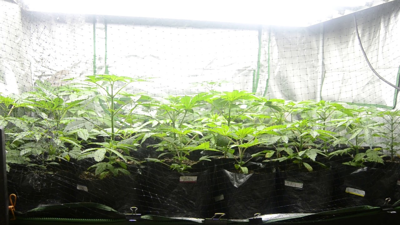 2019 outdoor grow in NorCal