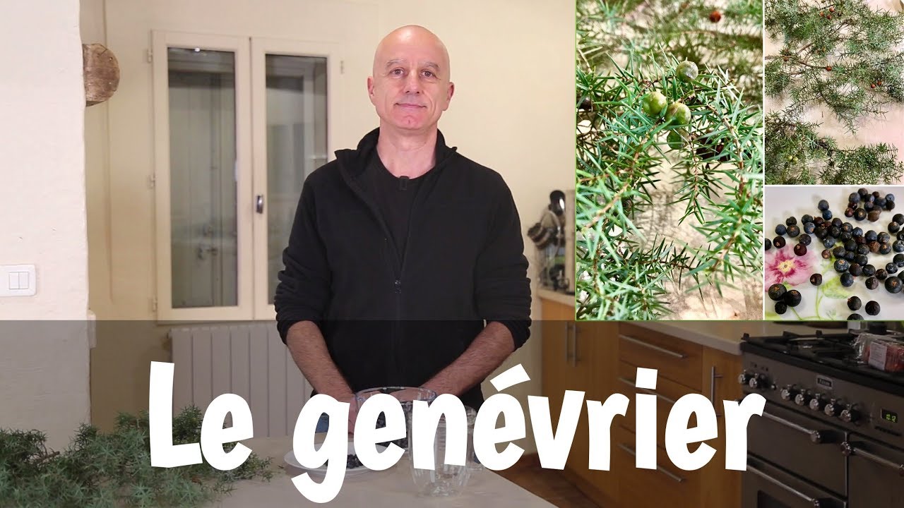 Genévrier et genièvre (Juniperus communis) : digestion, cystites, bronchites