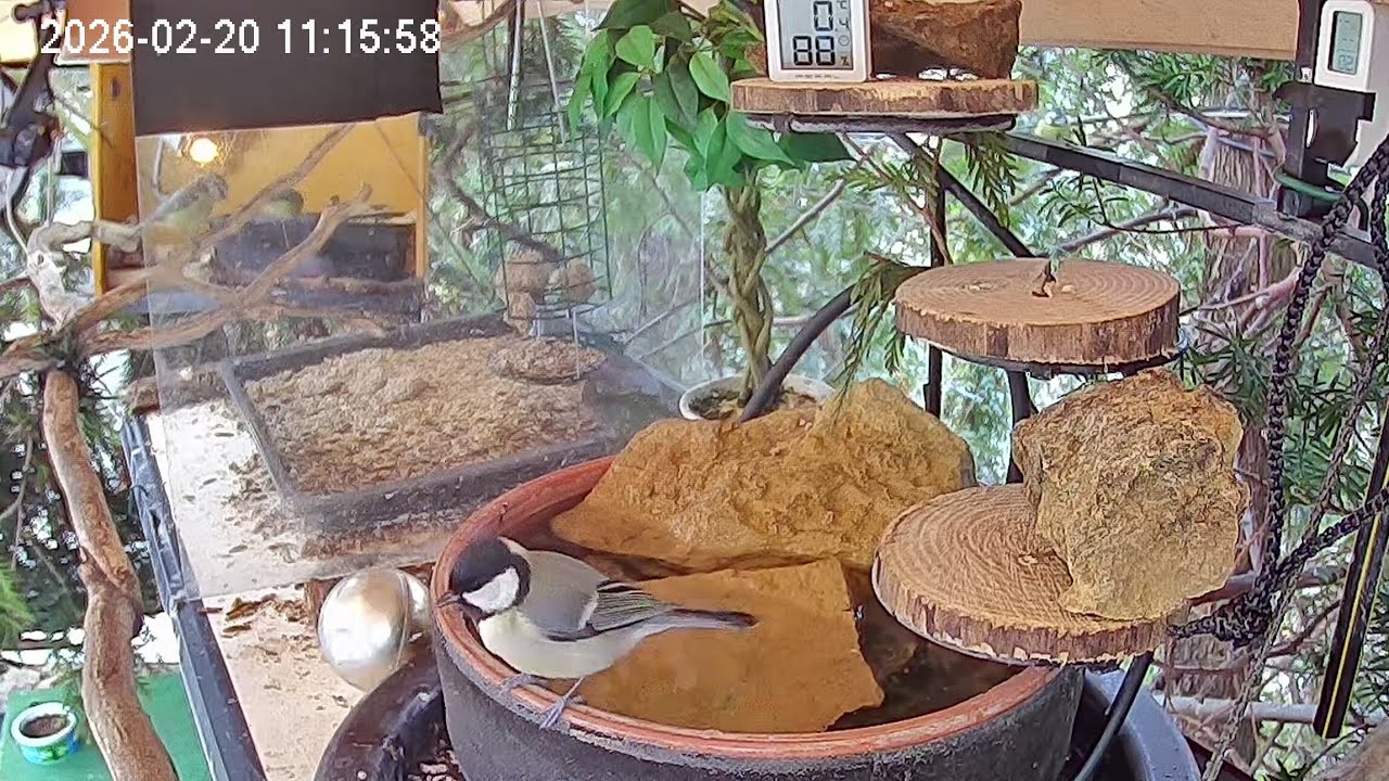 Vormittags am Vogel-Spa (20.02.2026)