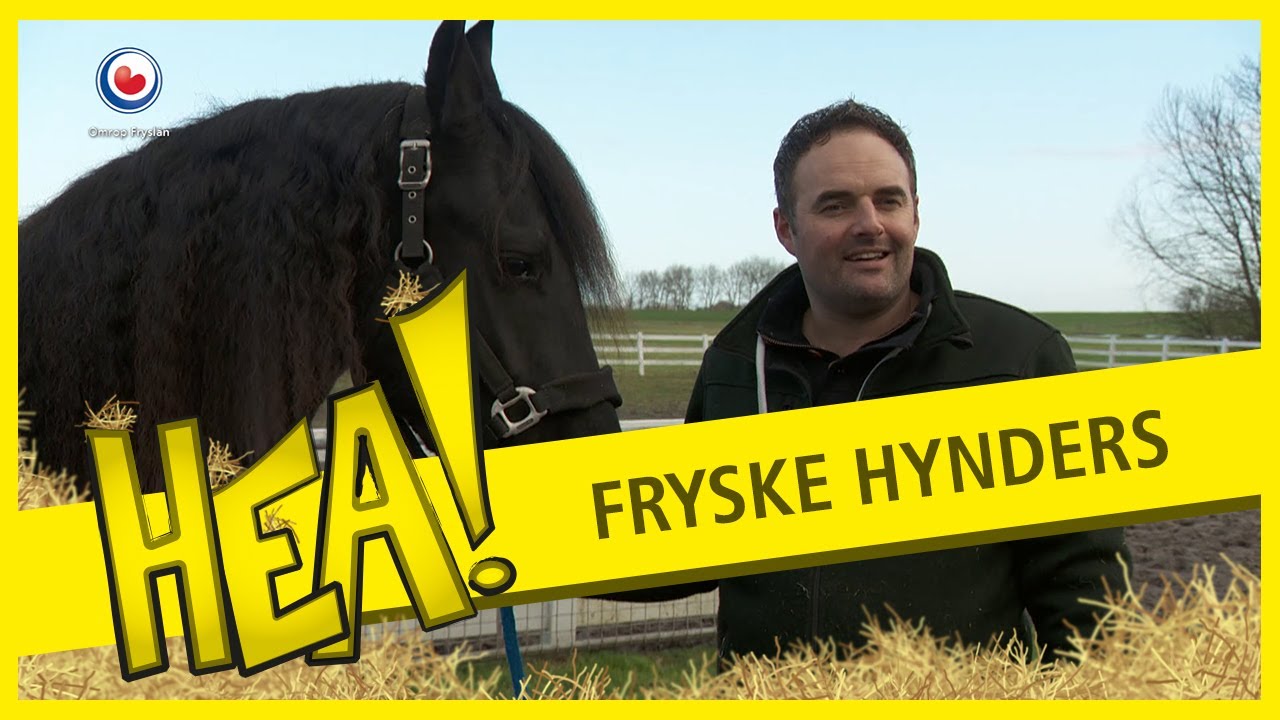 HEA! De Friese paarden van de Stal fan Hylpen