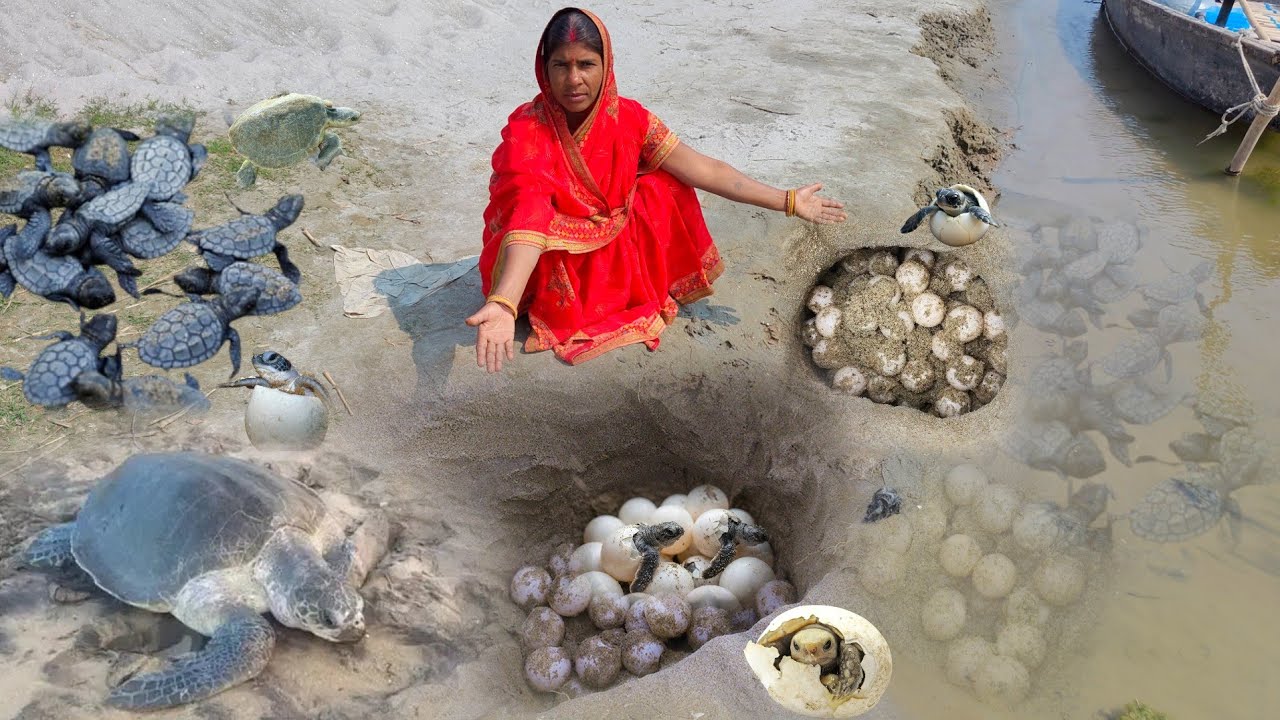 village women are catching a Turtle | Turtle eggs pick, cooking Turtle Meat by eating in Bihar