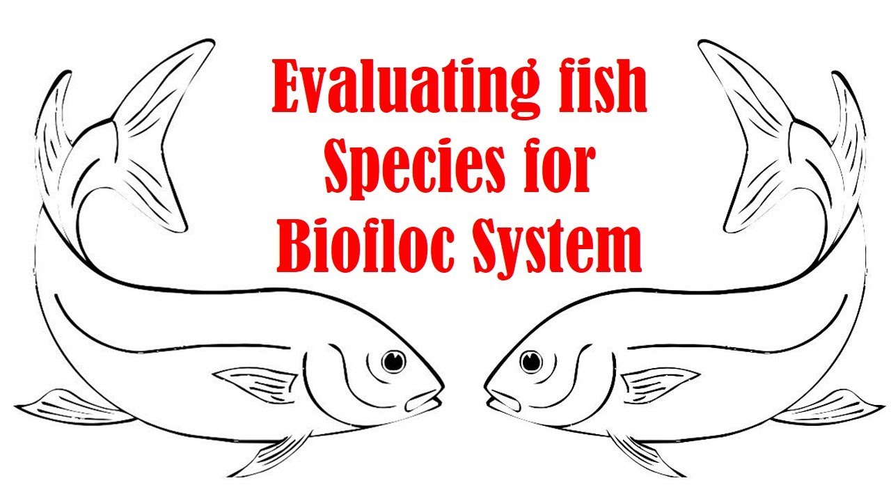 Evaluating fish species for Biofloc system
