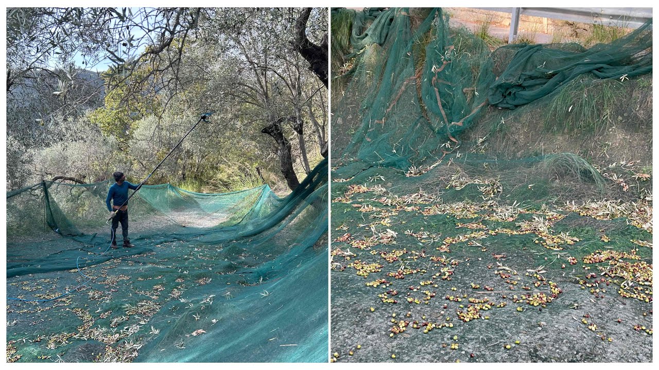 Raccolta Olive Con Abbacchiato Electrico | How To Havest Olive For Good Organic Olive Oil 🫒 