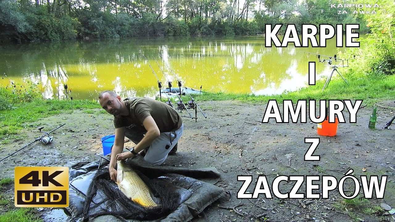 Zasiadka karpiowa - Karpie i amury z zaczepów!...
