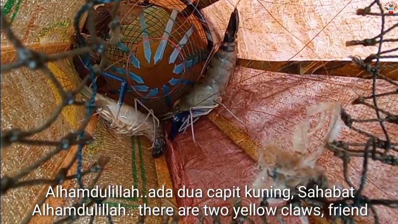 Nyaris Tak Muat Tempat Udang#Angkat Bubu udang Galah Eps.9