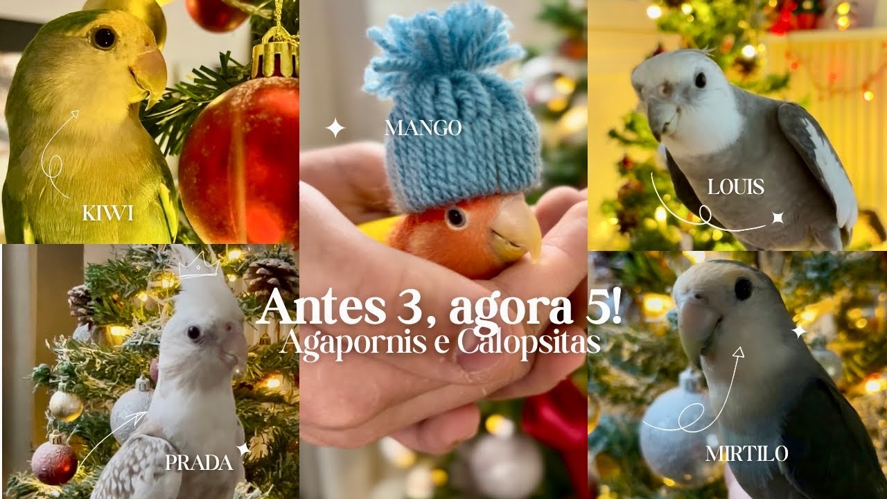 Nossos pets! ♥️🫶🏻