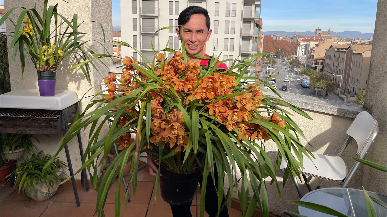 ORQUIDEAS CYMBIDIUM TRUCOS Y CONSEJOS PARA CULTIVAR Y TENER EXITO.