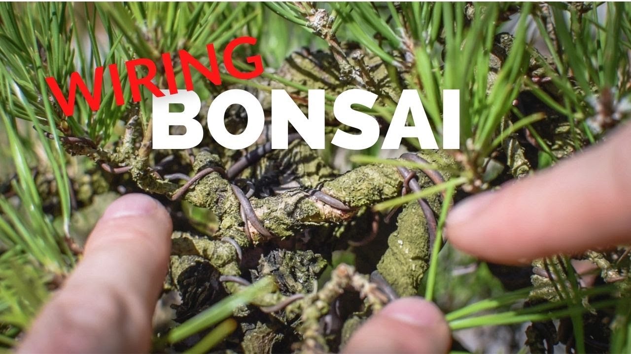 How Much Bite is Too Much? | Bonsai-U