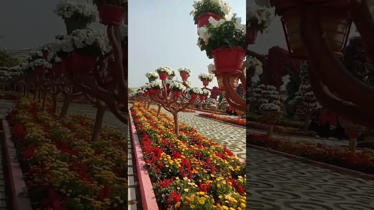 নরসনদী গোল্ডস্টার পার্কে ঘুরতে আসলাম।শুধুই ফুলের রাজ্য এখানে।