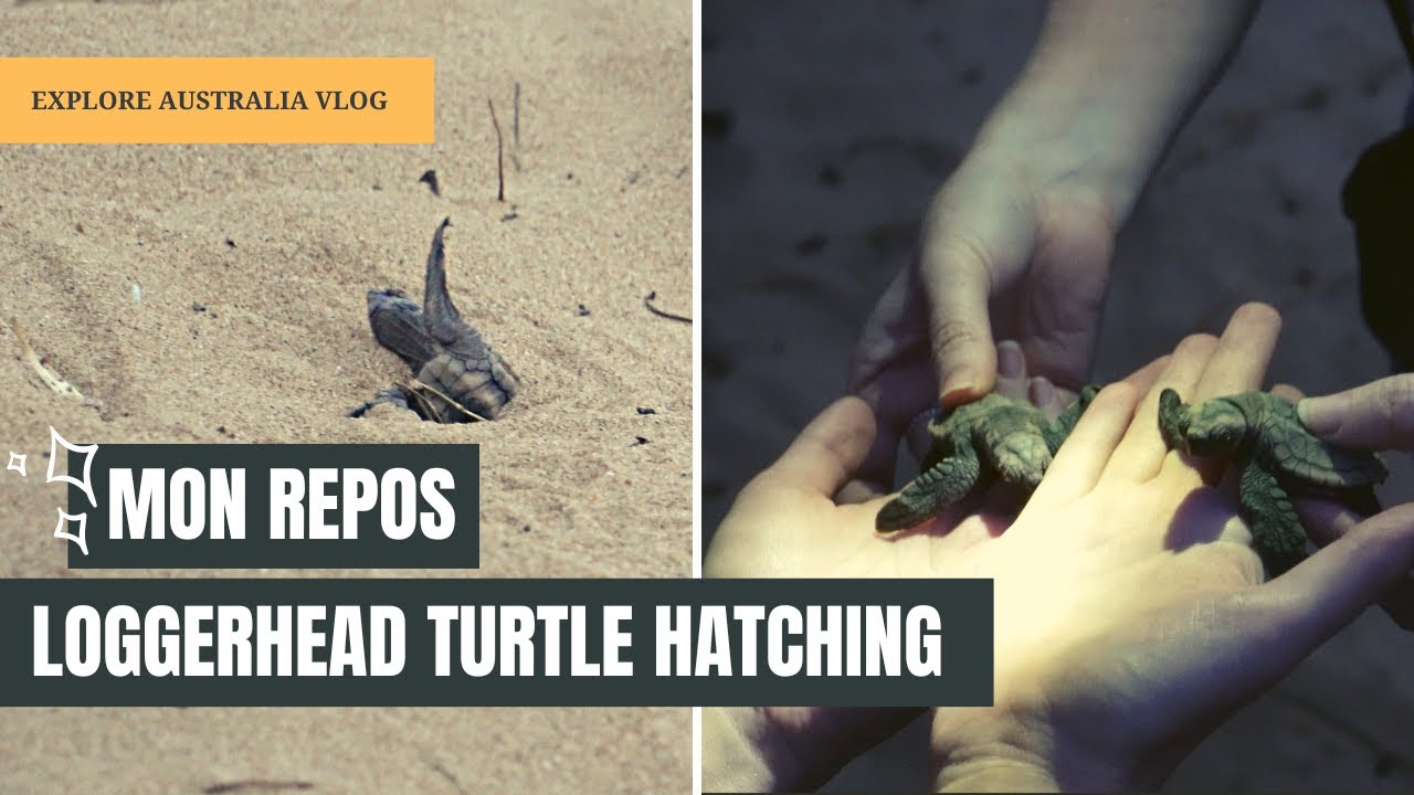 Mon Repos Turtle Centre Turtle Hatching - Fulfilling a Bucket-list Item  | Episode 52