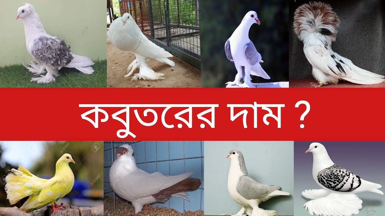 কবুতরের দাম | ফেন্সি কবুতরের দাম | Pigeon Price In Bd | Kabootar Price | Kabootar Ar Dam