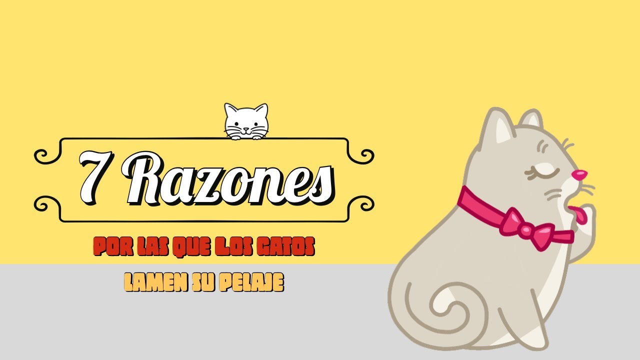 7 Razones por las que los gatos lamen su pelaje con tanto empeño