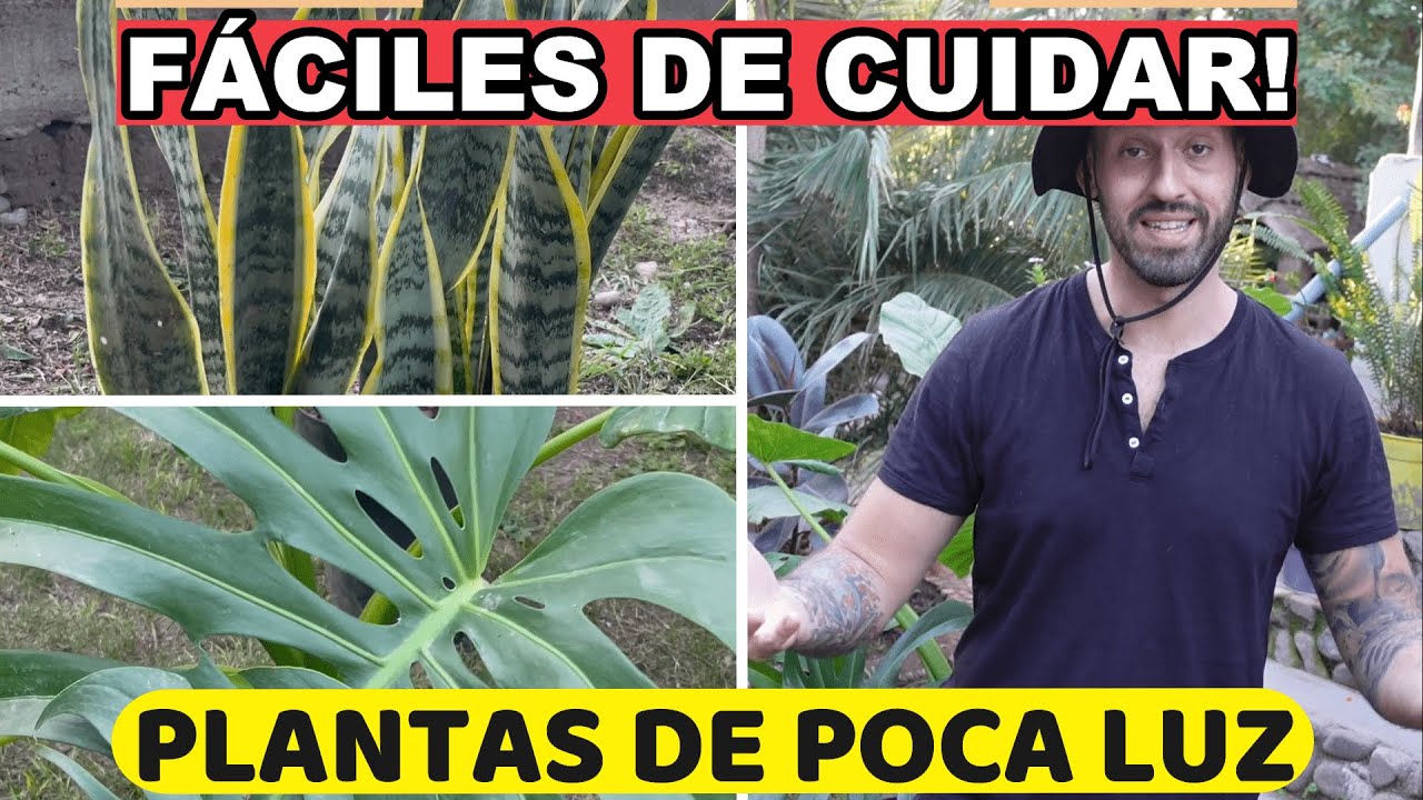 Est&aacute;s 5 PLANTAS De Interior Crecen Con POCA LUZ! Son S&Uacute;PER Resistentes!