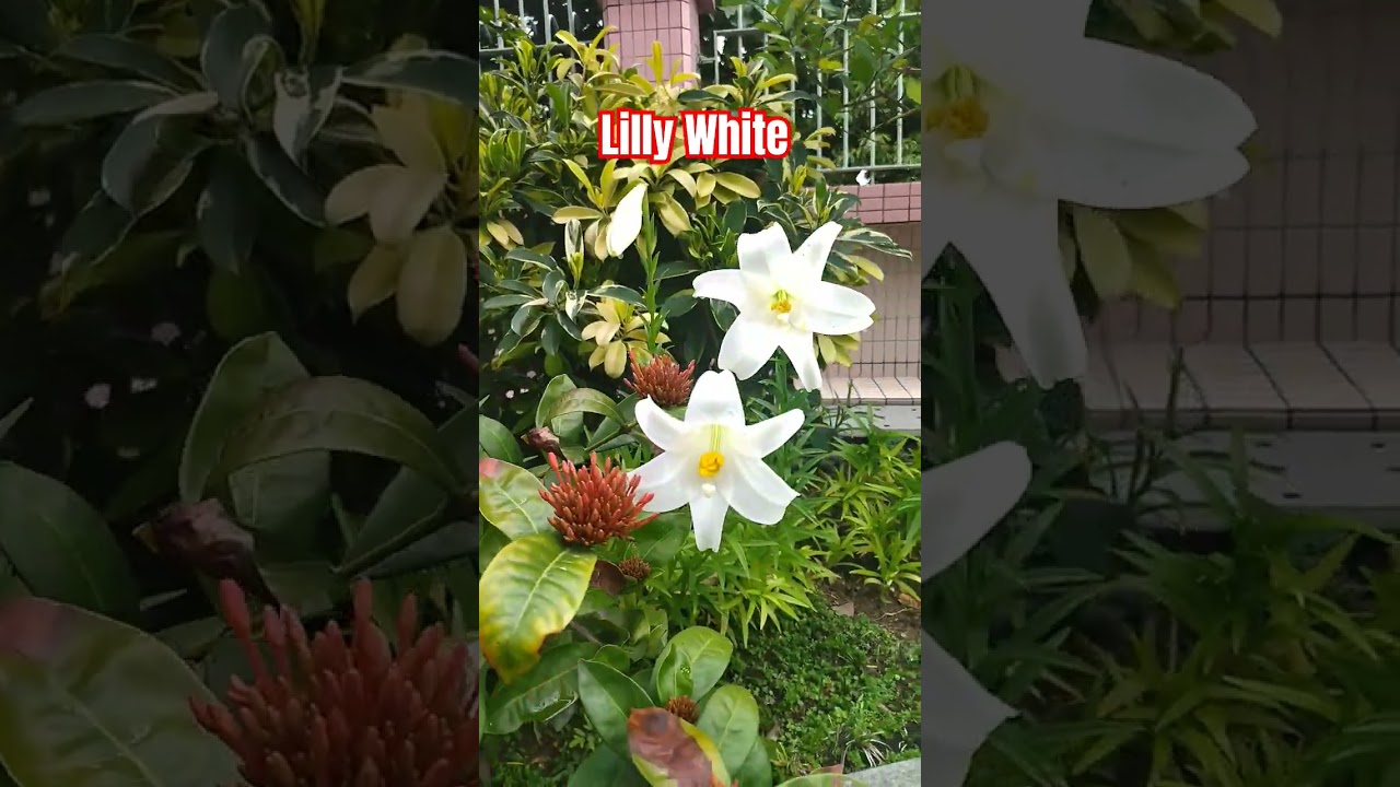 Beautiful Lilly White Flower #nature #flowers