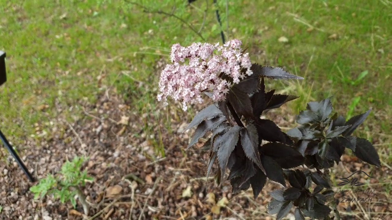 Sambucus nigra 'Black Tower' bez čern&yacute;