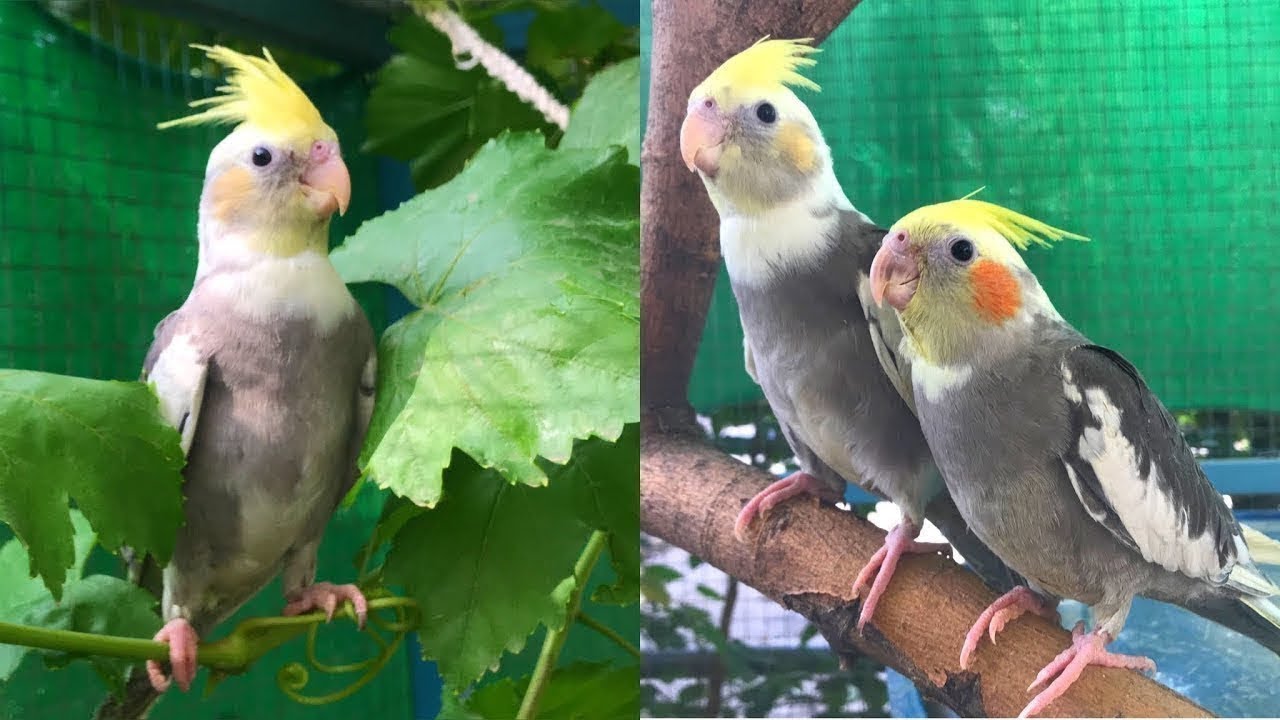 Cutest pair of Cockatiel you ever seen - Baby Cockatiel