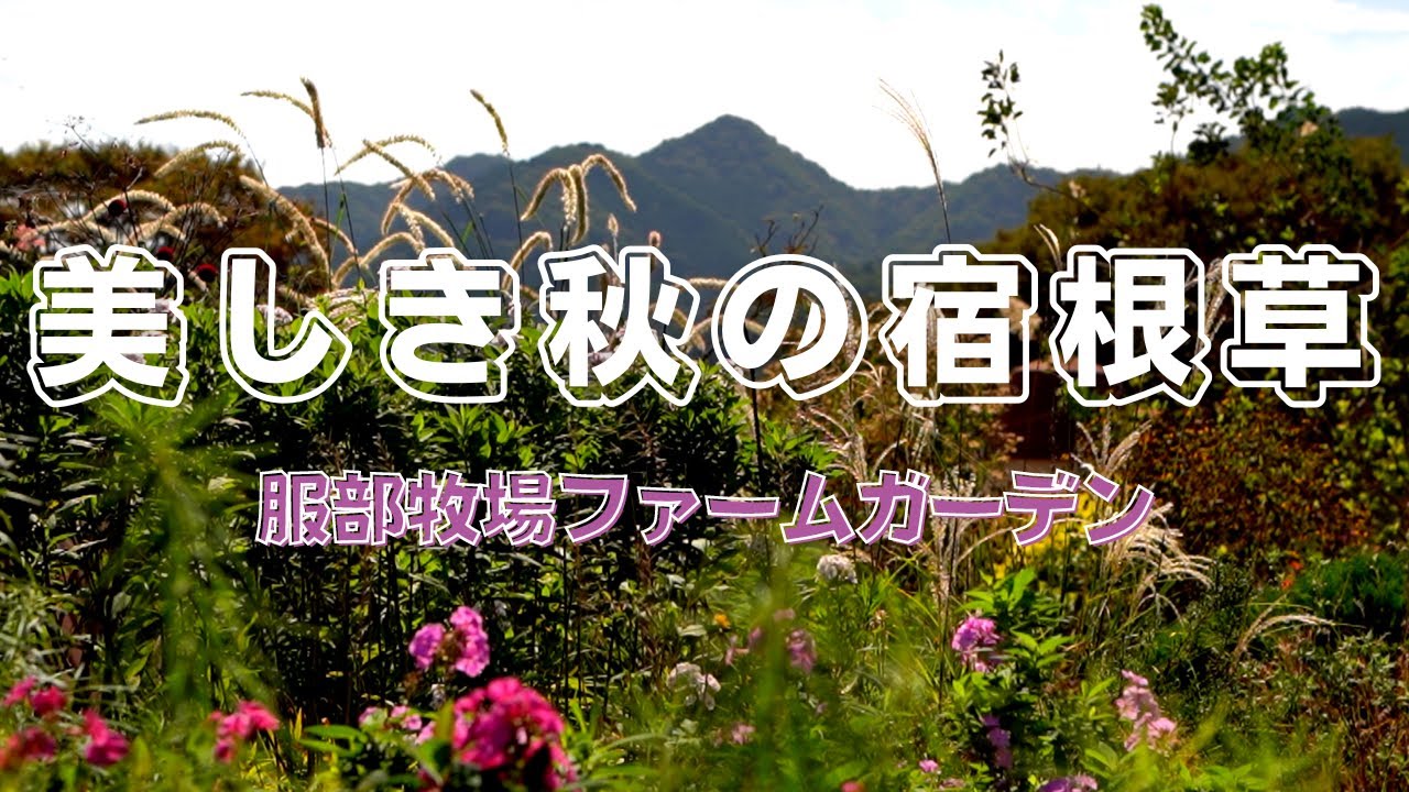 【美しき秋の宿根草】今年も服部牧場ファームガーデンで秋の宿根草を堪能してきました！