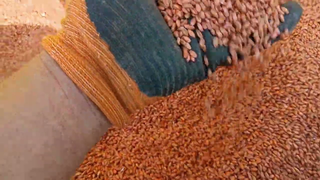 SIEMBRA DE CEREAL 2024 -  Trigo Tocayo