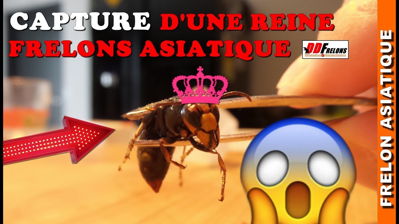 Capture d'une reine frelon asiatique.