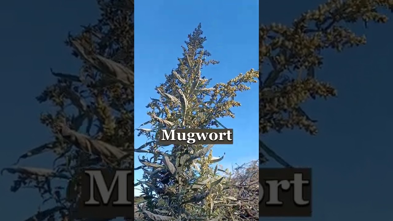 3 #herbs You Didn't Know You Could #smoke #shorts