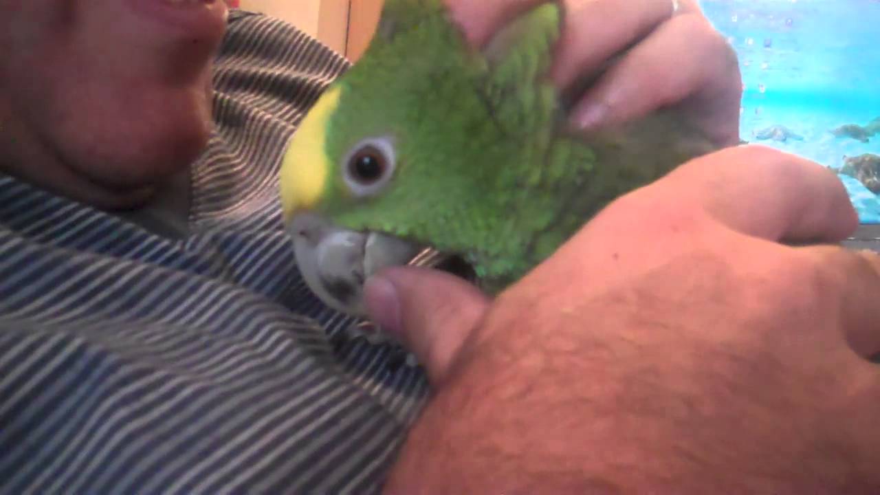 Double Yellow Amazon Parrot and I cuddling
