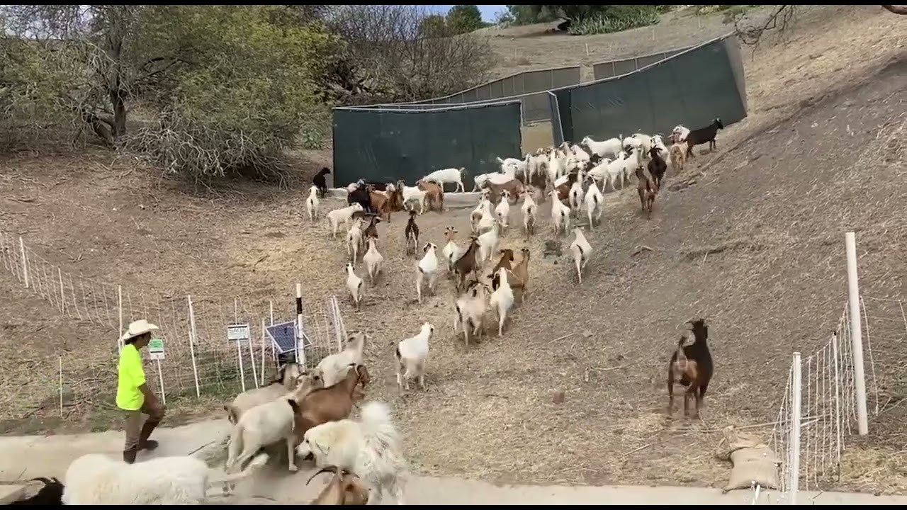 Sage Goats arriving at grazing site