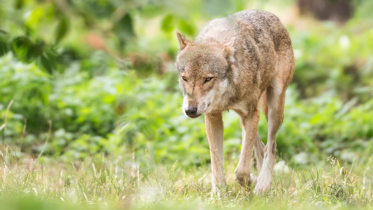 Wolven in Nederland