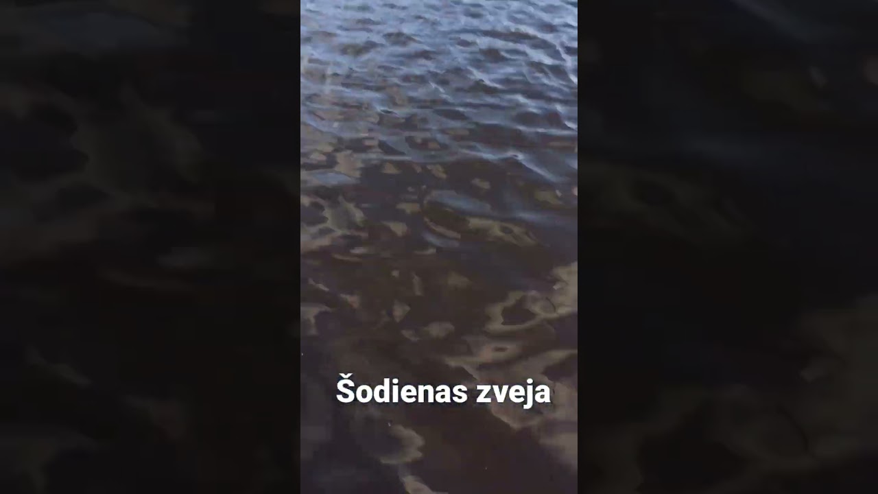 Zveja