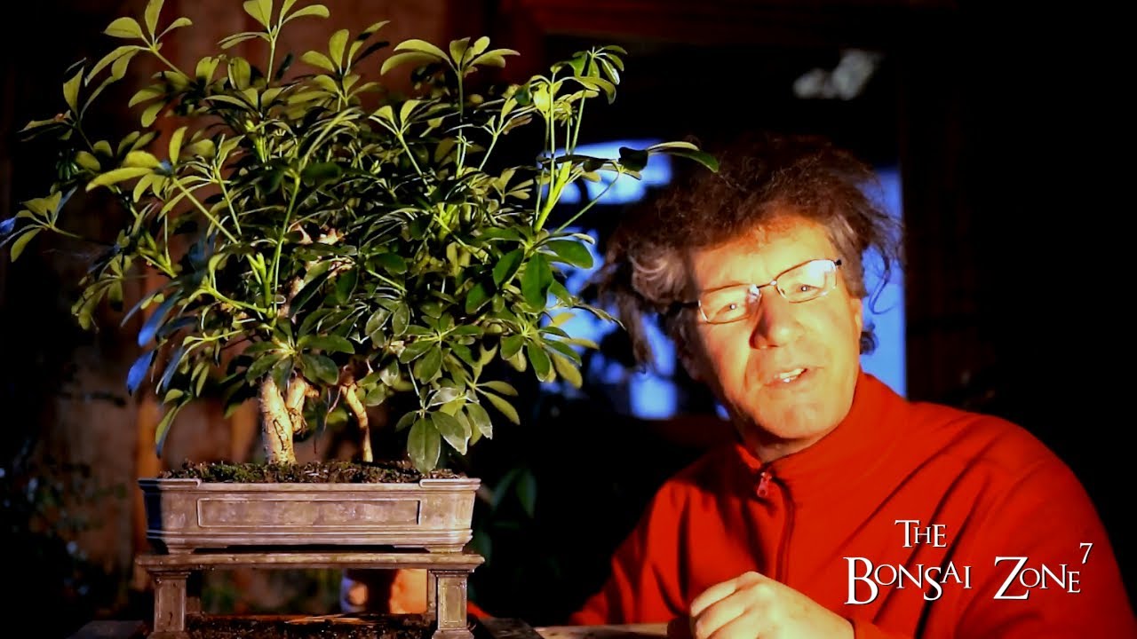 Pruning My Dwarf Schefflera Bonsai, the Bonsai Zone, Dec 2020