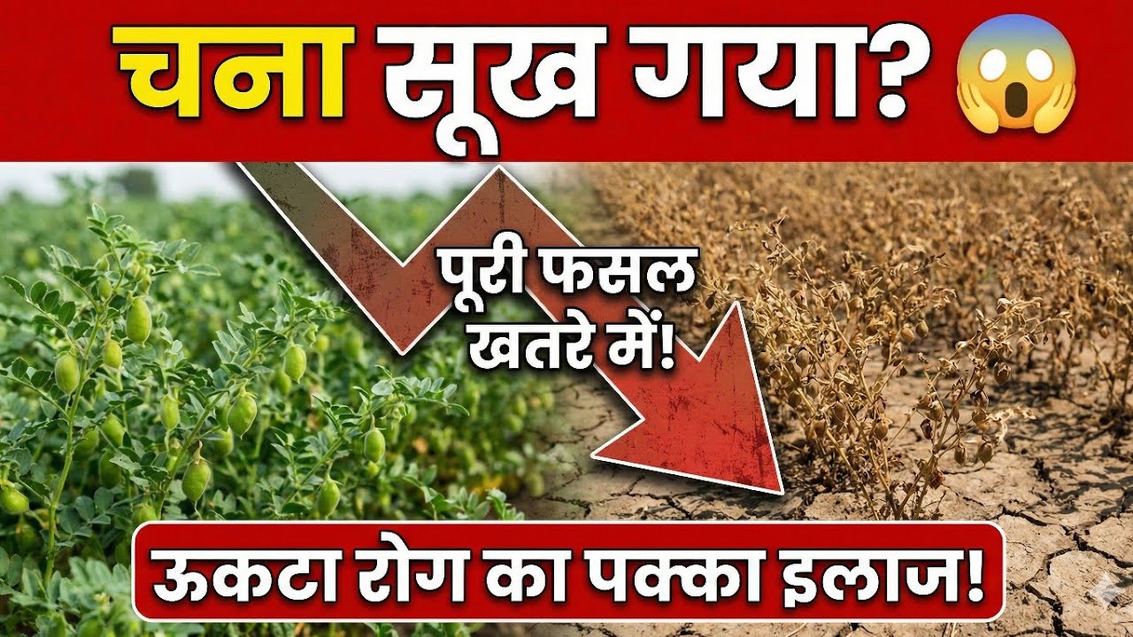 चना की फसल में ऊकटा रोग: समय रहते इलाज नहीं किया तो भारी नुकसान