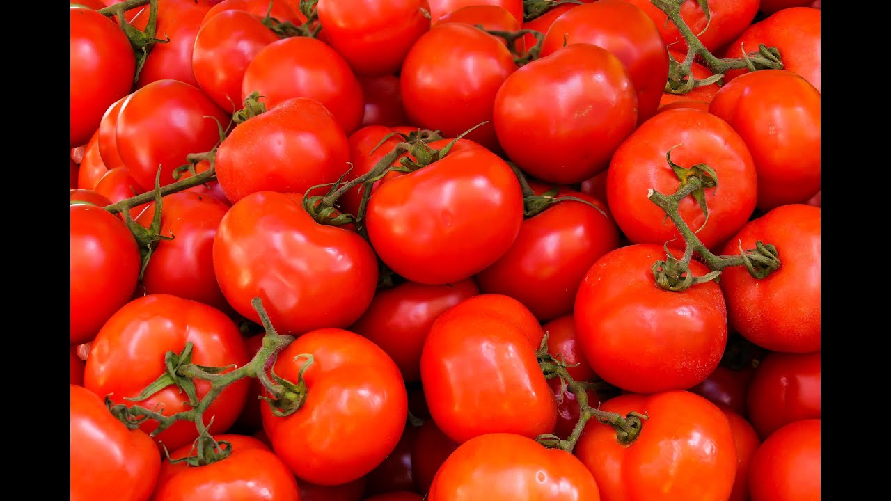 TOMATO Farming: PART 2
