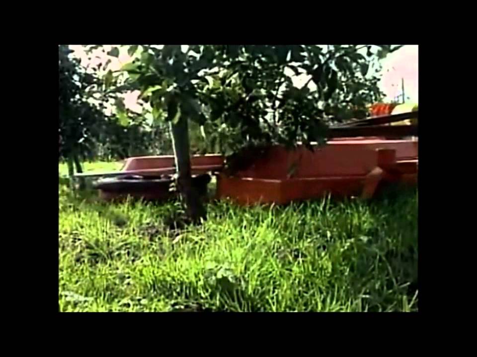 SANIDAS Αγροτικά μηχανήματα αμπελουργία-δενδροκομία-βότανα