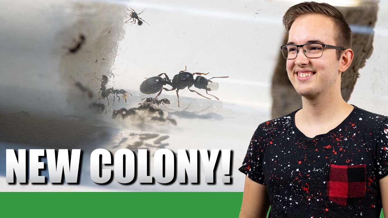 MY NEW COLONY | Tetramorium Caespitum Update #1 - Ant Holleufer