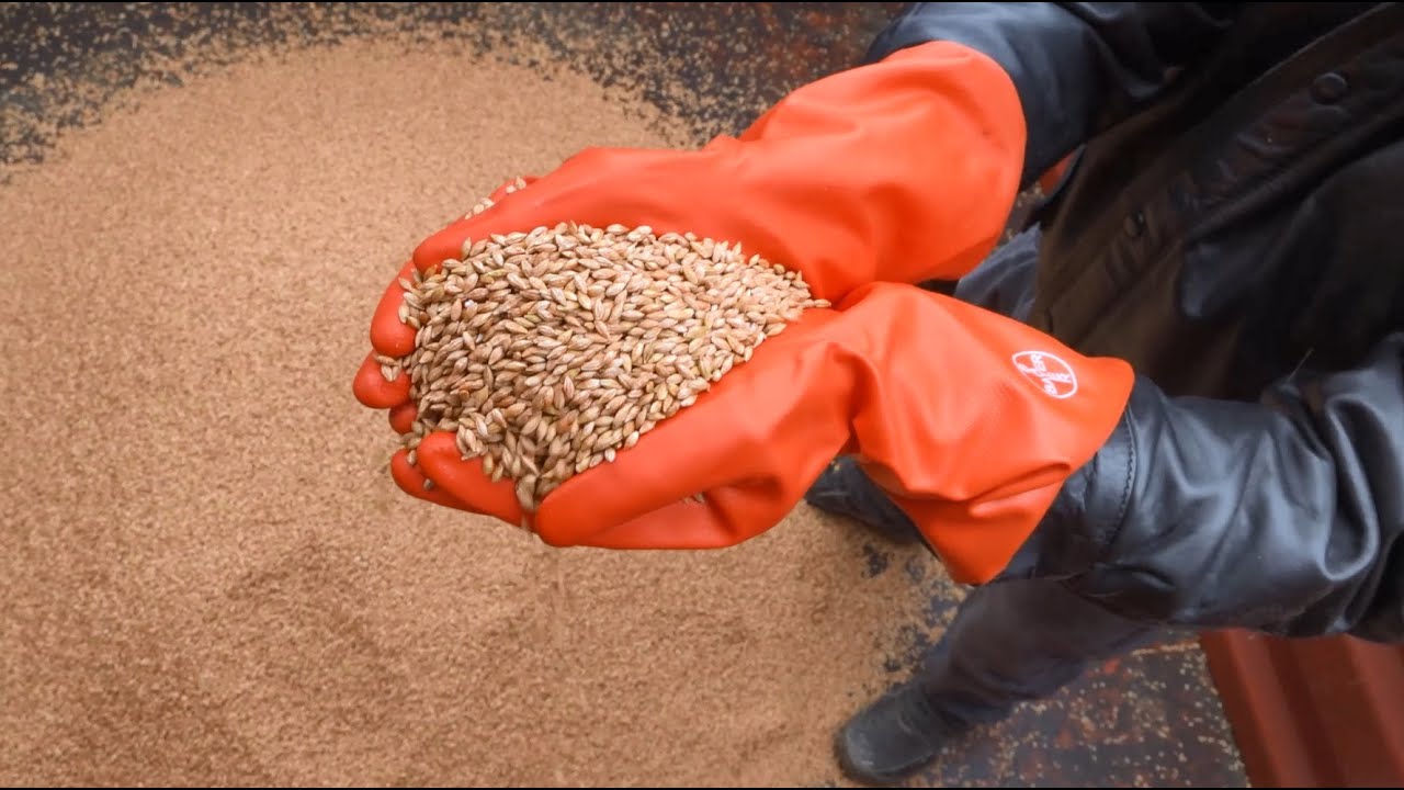 2022 Siemenen peittaus varmistaa tasaisen orastumisen