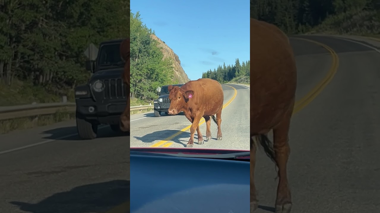 #cow
