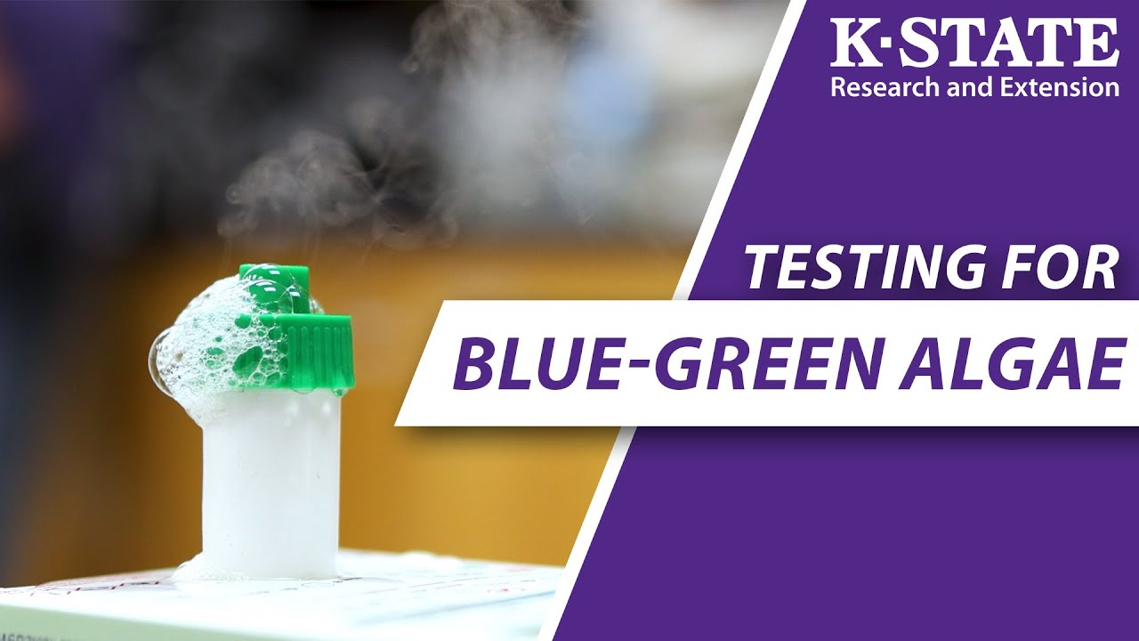 How YOU can test for blue-green algae! | K-State Research and Extension Guides