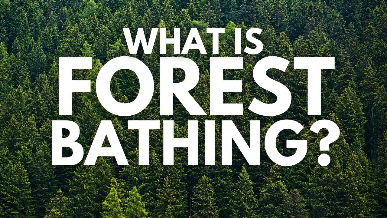 What is Forest Bathing?  How is it different from a regular walk in the woods?