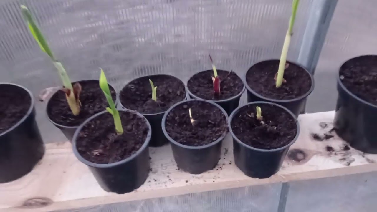 Ensete Ventricosum Montbeliardi czyli nowy sezon rozpoczęty 🌴💥💥💥