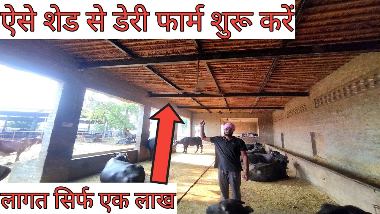 How to make a shed for cows. How to make a cheap shed for cattle. Cheap shed designs. Shed for da...