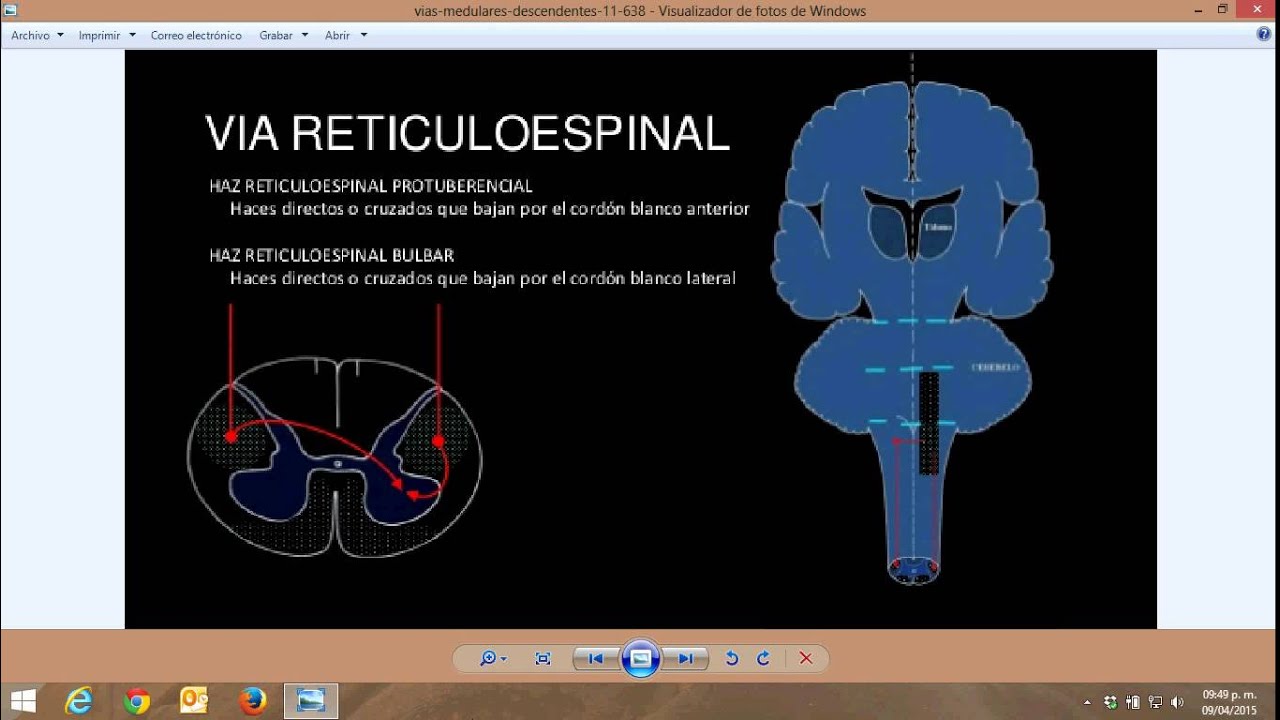 Vía motora reticuloespinal (función)