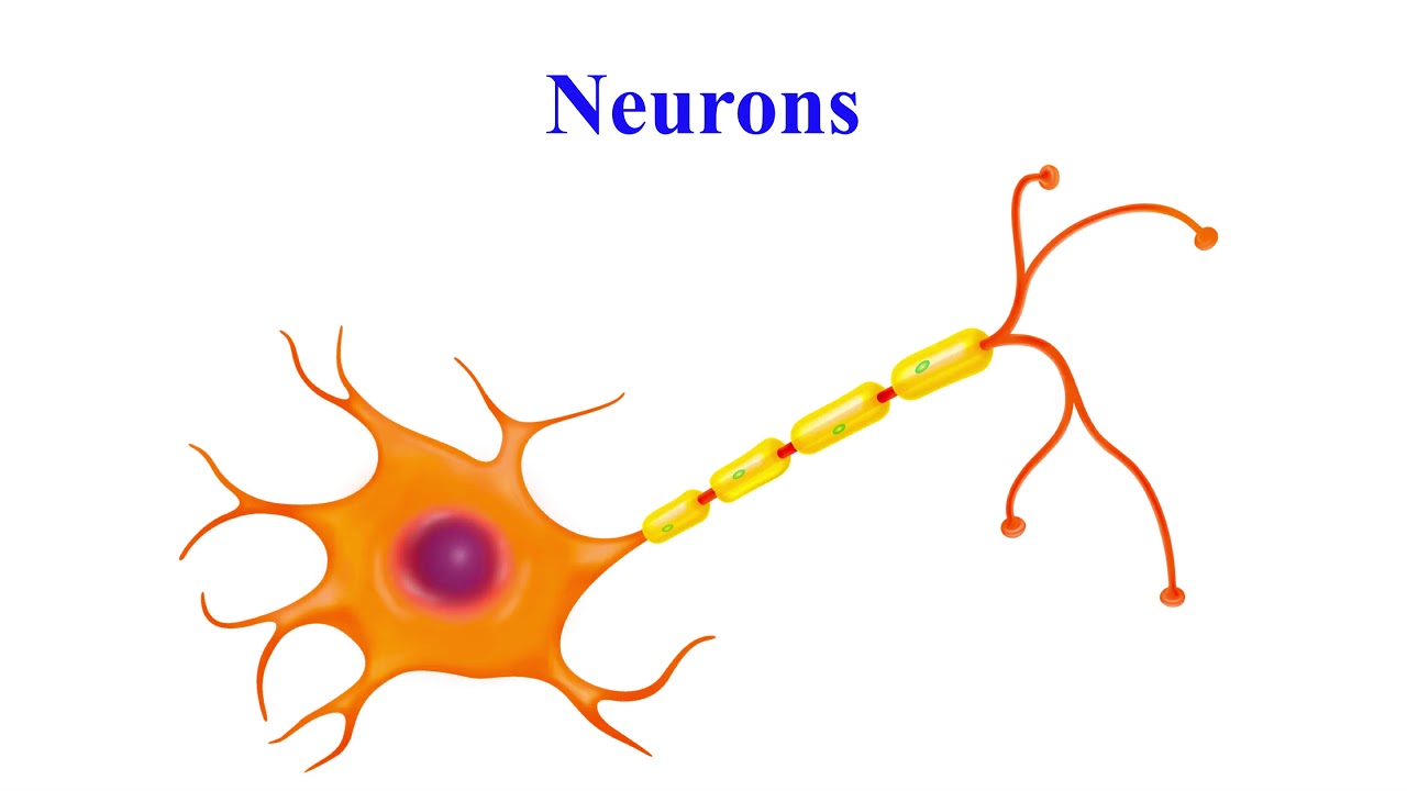 Nervous system overview - VCE Psychology