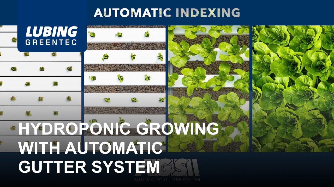 Hydroponic Growing with AGS Automatic Gutter System - LUBING GreenTec