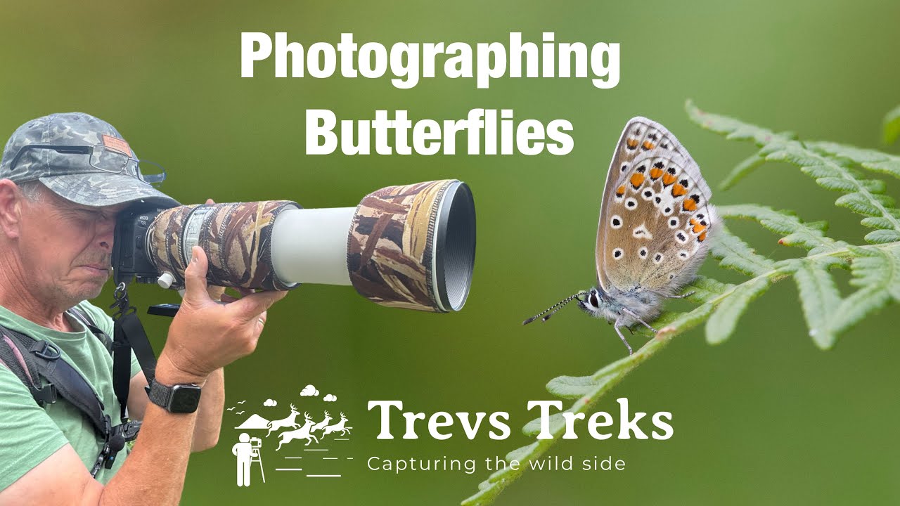 Camera settings for butterfly photography |  Canon EOS R7 Canon RF100-500mm